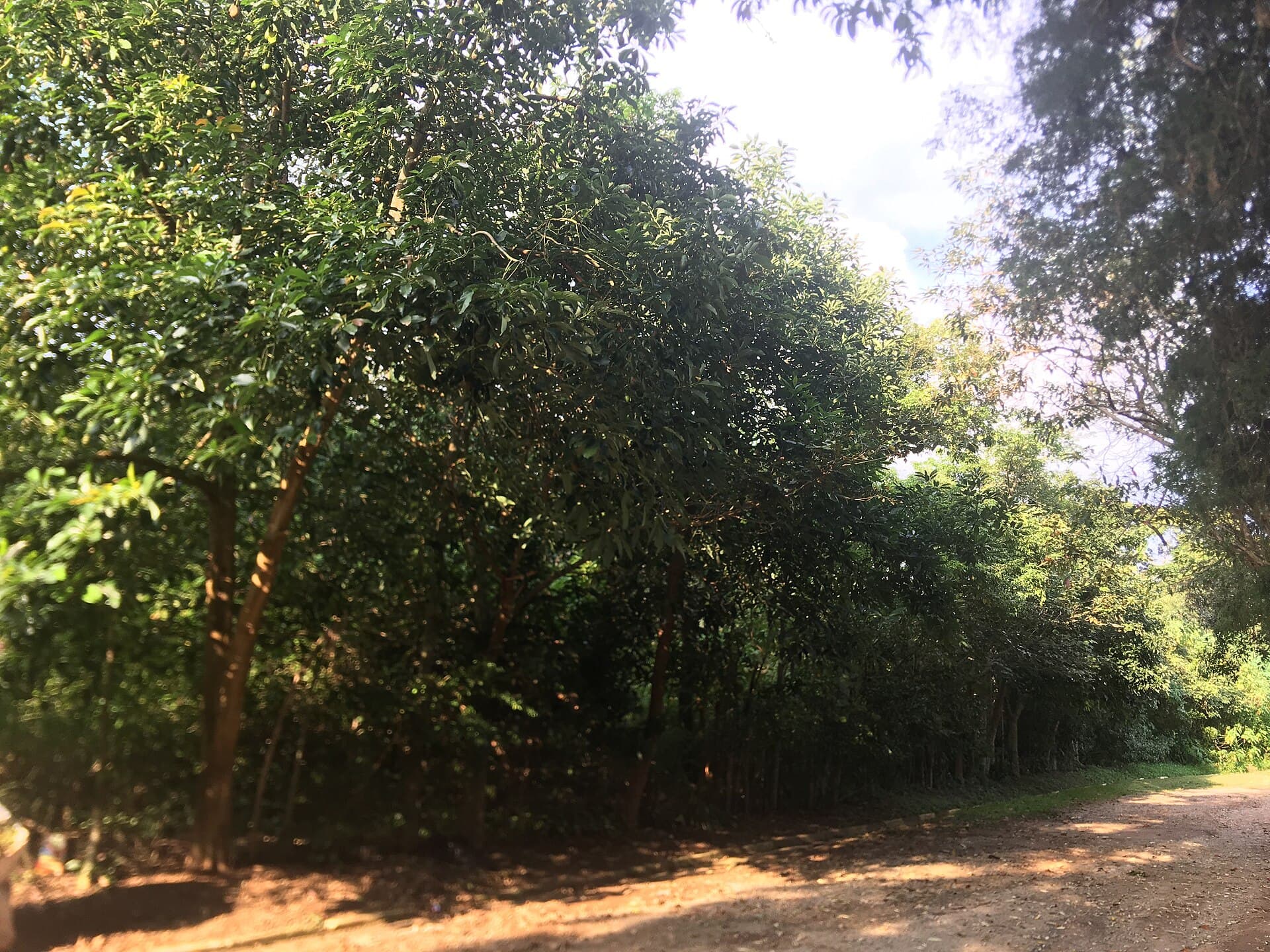 Trilha arborizada no Parque Santo Afonso, em Vargem Grande Paulista (SP).